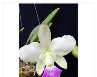 Orchid live Cattleya walkeriana s/a puanani 4N x s/a Orlando Mazetto