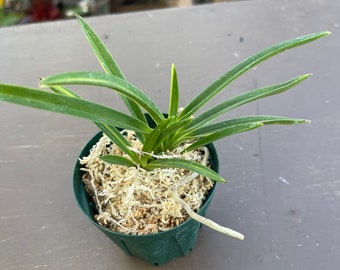 Orchid plant Neofinetia falcata asahiden variegated  - potted