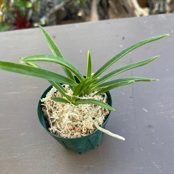 Orchid plant Neofinetia falcata asahiden variegated  - potted