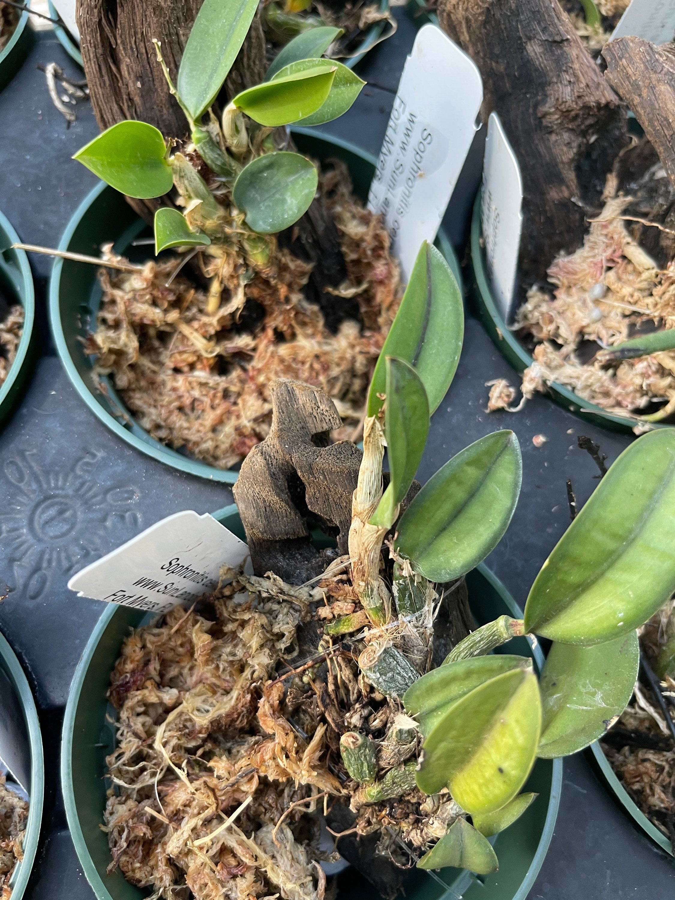 Orchid Plant Sophronitis Cernua Bare Root - Etsy