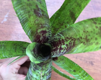 Bromeliad live Neoregelia pauciflora - bare root