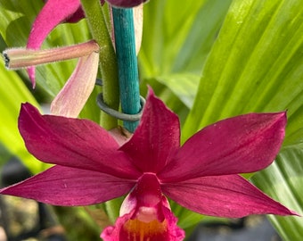 Orchid live Phaiocalanthe Kryptonite "Parkside"
