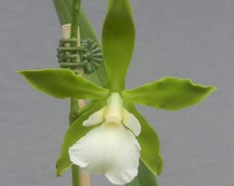 Orchid plant Encyclia randii var. alba - bare root