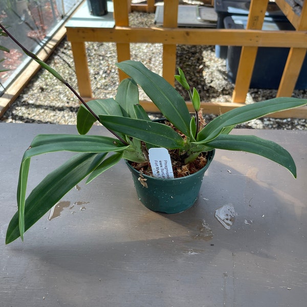 Orchid live species rare Pharagmipedium beseae - bare root