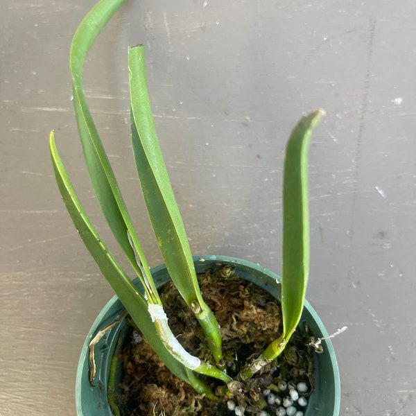 Orchid live Brassavola perrinii x Lc. Gold Digger - potted