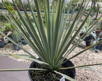 Plant live Yucca rigida - 3 gallon size - bare root