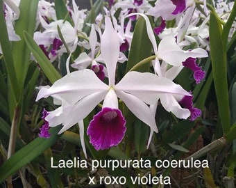 Orchid live Laelia purpurata coerulea x roxo violeta - bare root