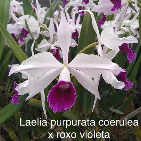 Orchid live Laelia purpurata coerulea x roxo violeta - bare root