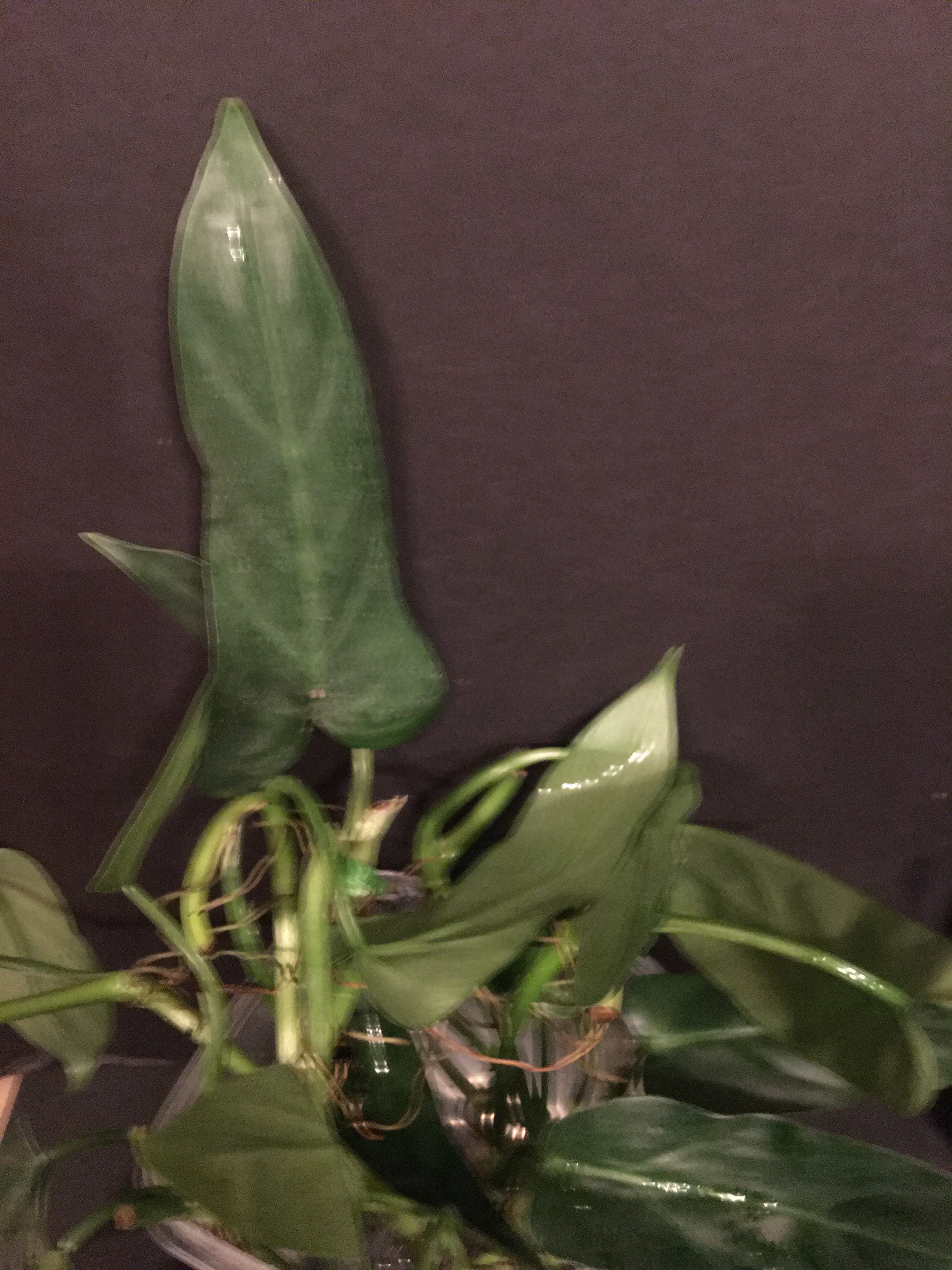 Plant Live Philodendron Oxapapense One Cutting Etsy Singapore