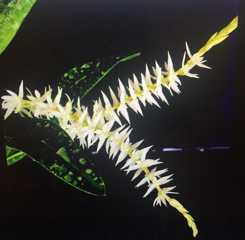 Orchid Dendrochilum glumaceum potted
