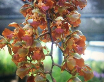 Orchid Oncidium pubes - bare root