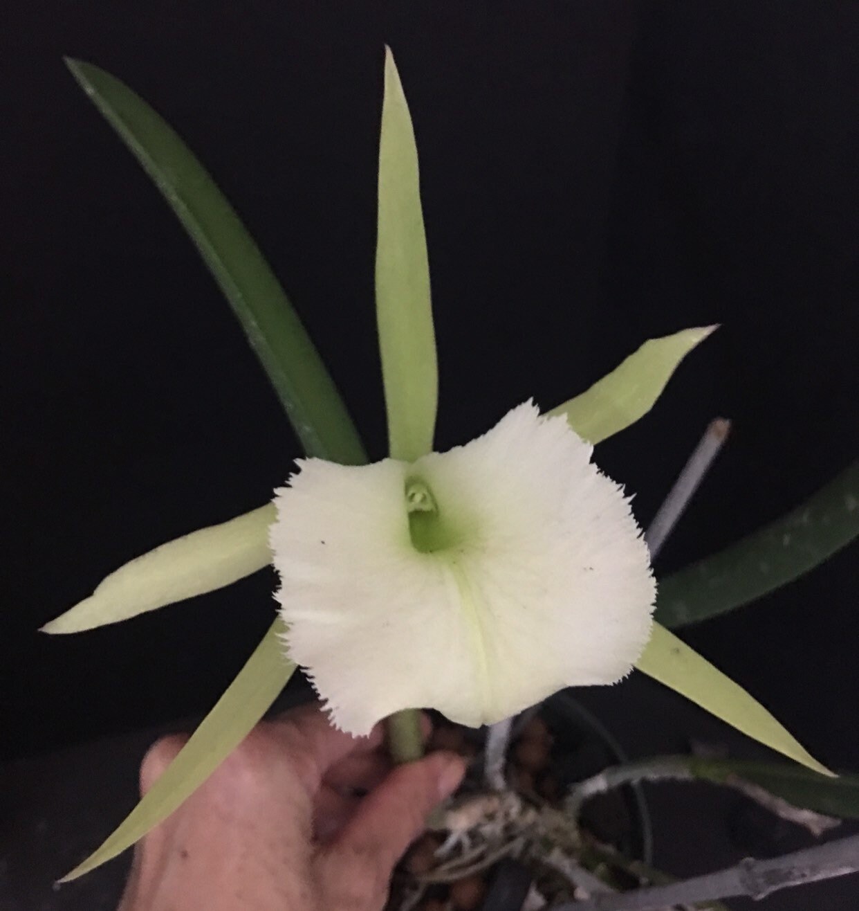 Orchid Brasavola Jimminey Cricket - Potted - Etsy