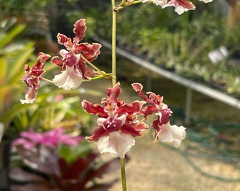 Orchid live Oncidium Sharry Baby Red Fantasy - 4" potted - Fragrant