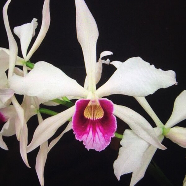 Orchid plant Laelia purpurata - bare root
