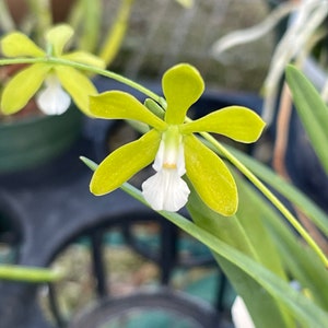 Orchid plant Encyclia tampensis var. alba - potted