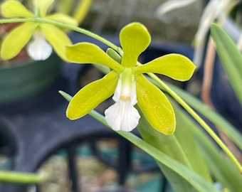 Orchid plant Encyclia tampensis var. alba - potted