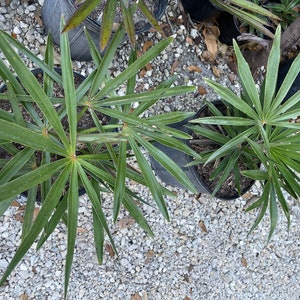 Coccothrinax borhidiana - 3 gallon