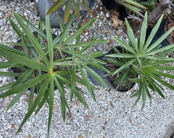 Coccothrinax borhidiana - 3 gallon