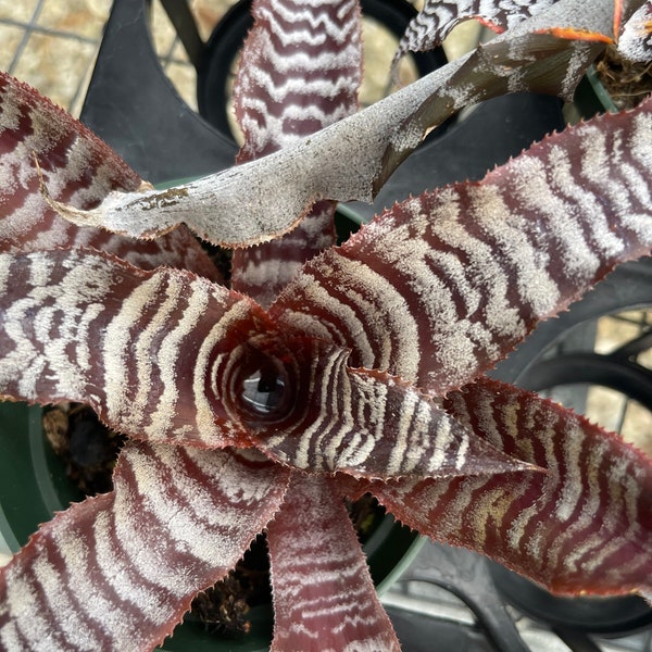 Bromeliad Cryptanthus Absolute Zero - potted