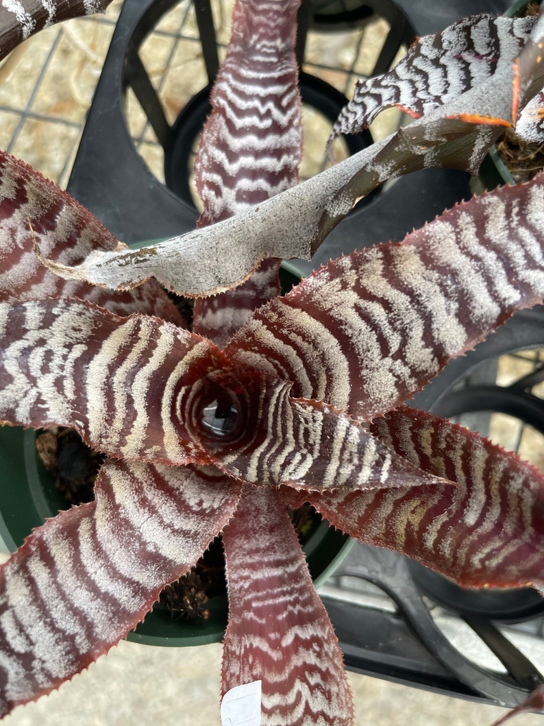 Bromeliad Cryptanthus Absolute Zero potted image 1