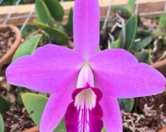 Orchid plant live Laelia sincorama - bare root