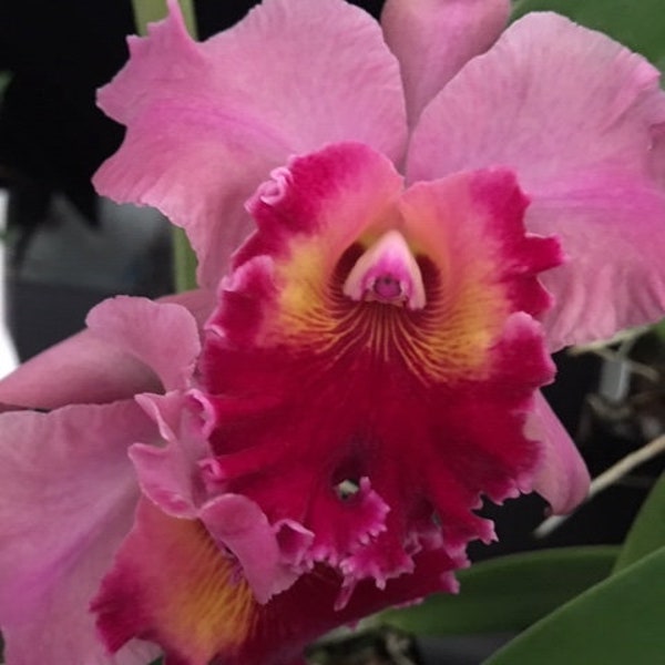 Rlc. Volcano Lovely "Volcano Queen" - bare root