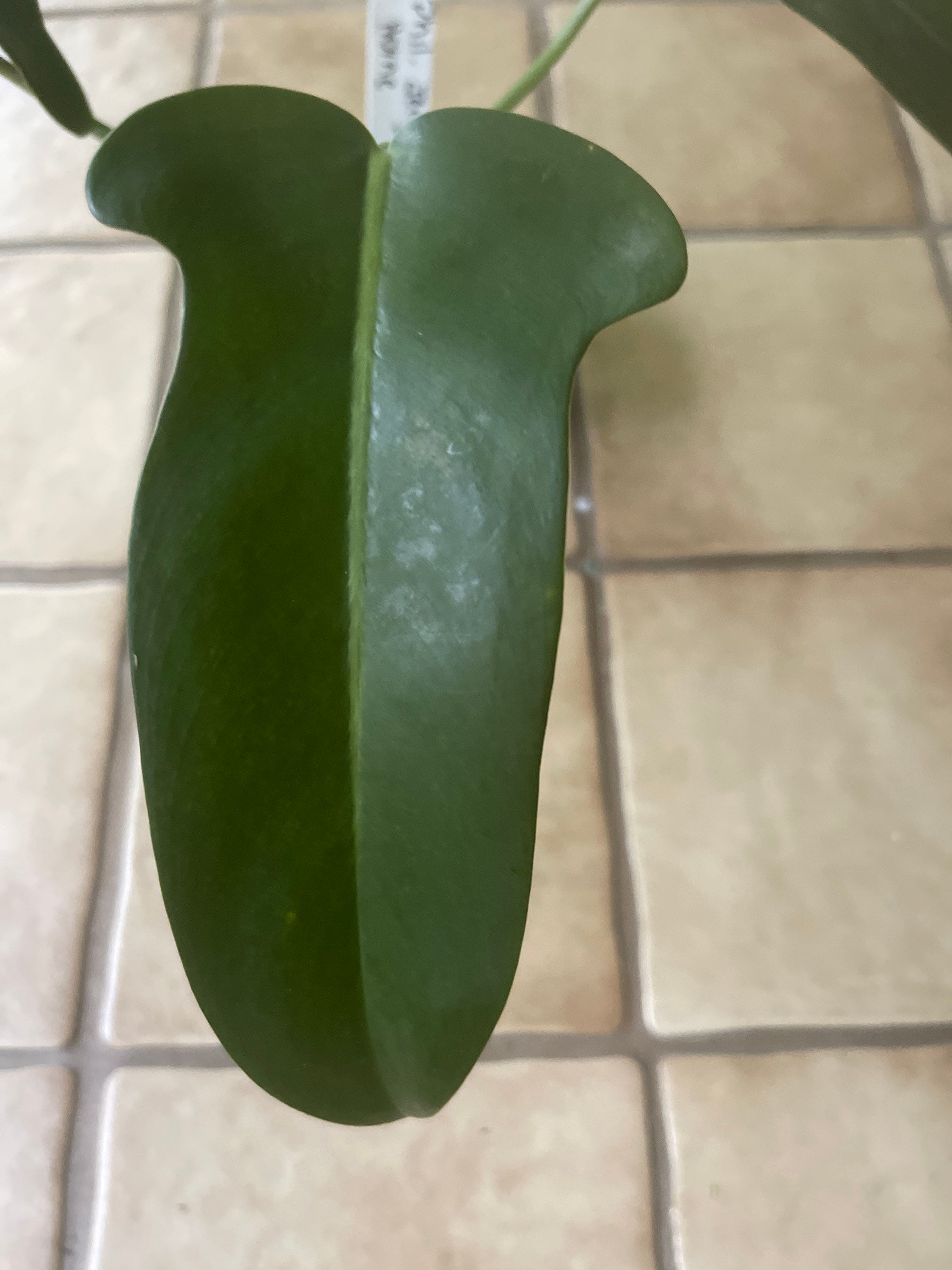 Aroid Live Plant Philodendron Jerry Horne Cutting Etsy Singapore