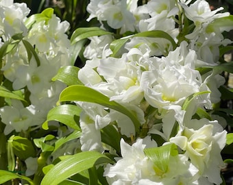 Orchid live Dendrobium Spring Dream "Apollon" - potted