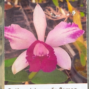 May include: A close-up of a Cattleya intermedia flamea orchid flower. The orchid has light pink petals with a deep magenta center and edges. The flower is in a clear plastic sleeve with the name of the orchid printed on a white label.