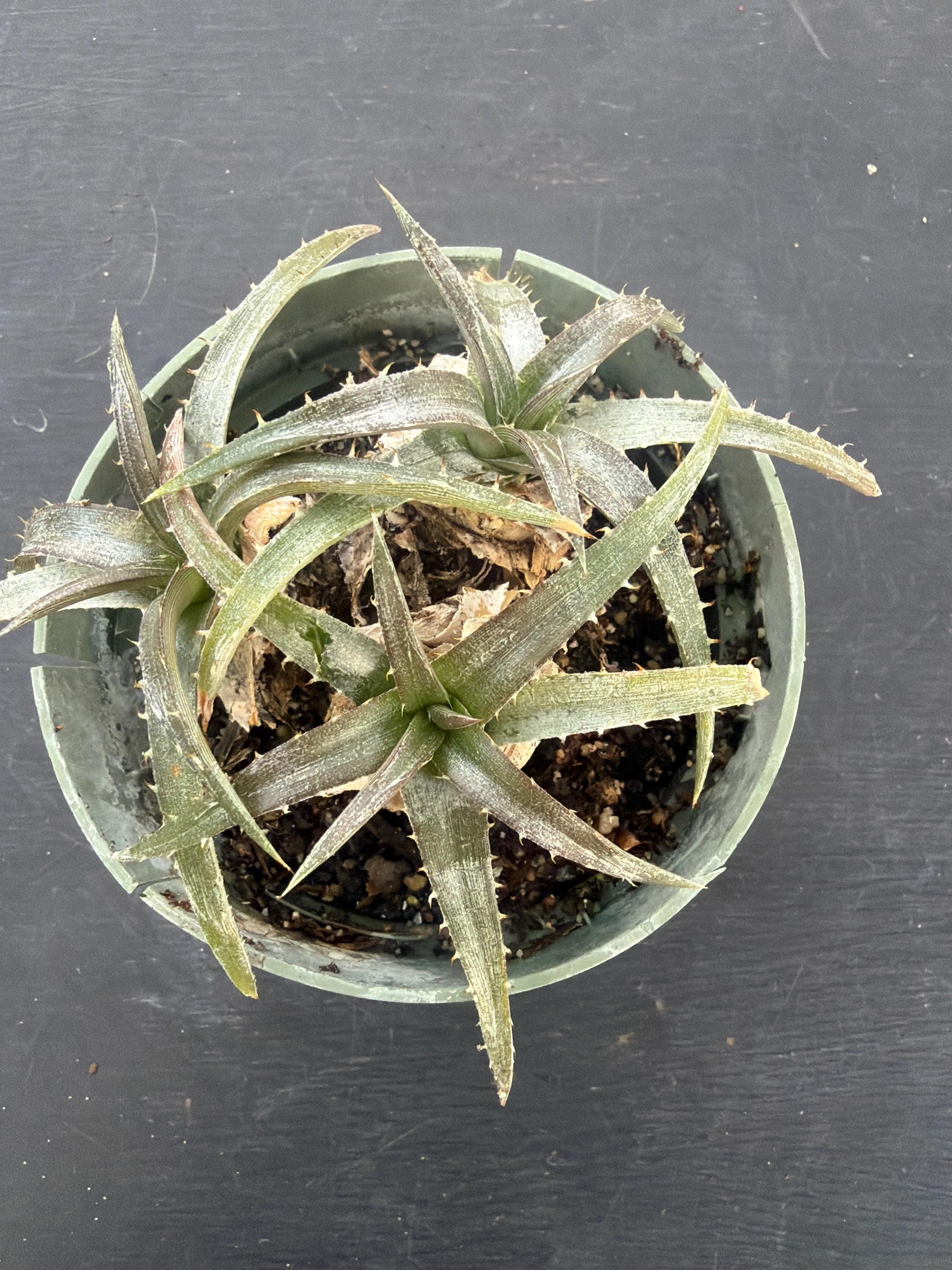 Dyckia - Etsy