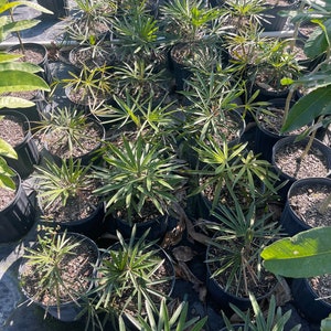 Palm tree seedling Coccothrinax borhidiana 3 gallon size bare root image 3