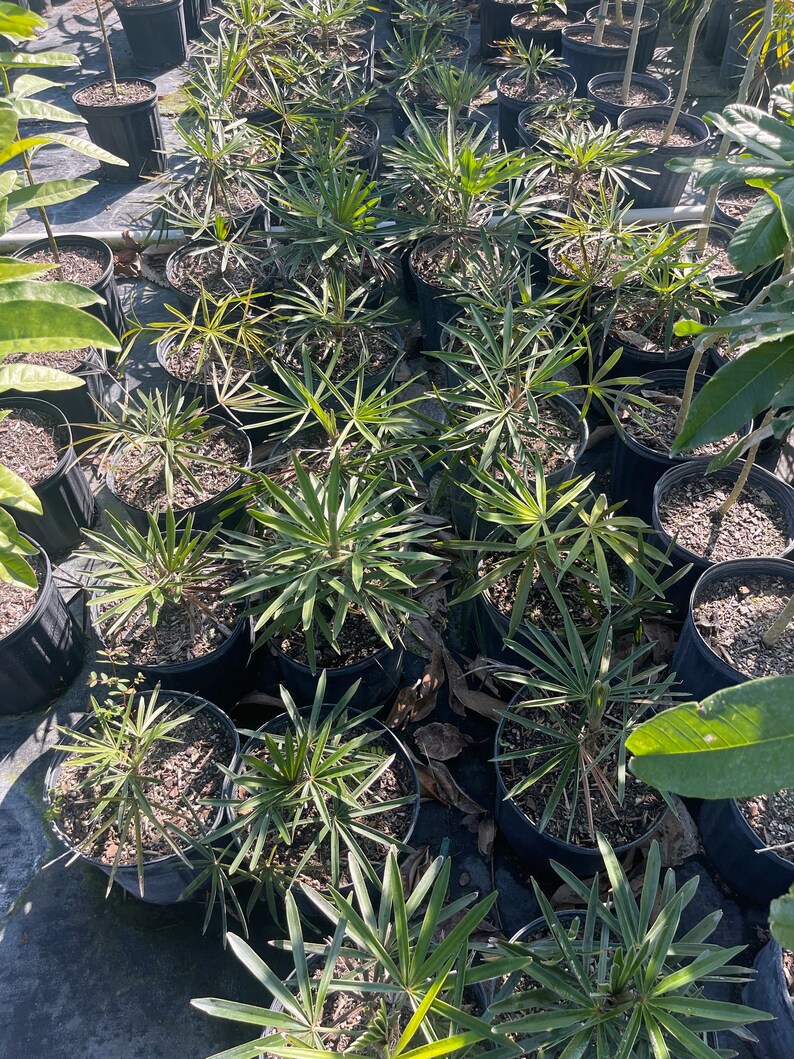Palm tree seedling Coccothrinax borhidiana 3 gallon size bare root image 3