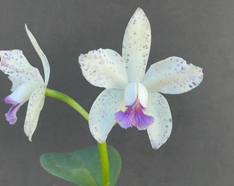 Orchid live Cattleya amtehystoglossa var. coerulea - bare root