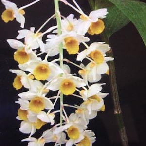 Orchid Dendrobium Thyrsiflorum - Bare Root - Etsy