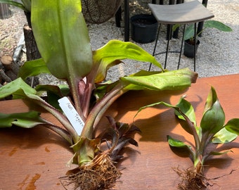 Aechmea Tayoenhsis - bare root