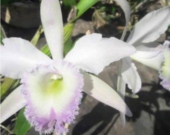 Orchid live Cattleya labiata x Brassavola digbyana - bare root