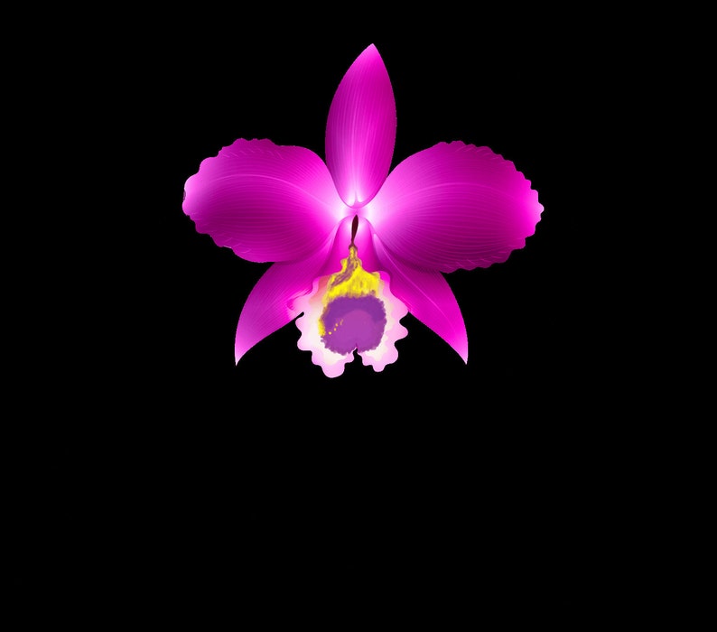 Orchid Cattleya Chialin Doll Toy bare root