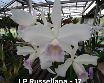 Plant live Laelia russeliana/ bare root