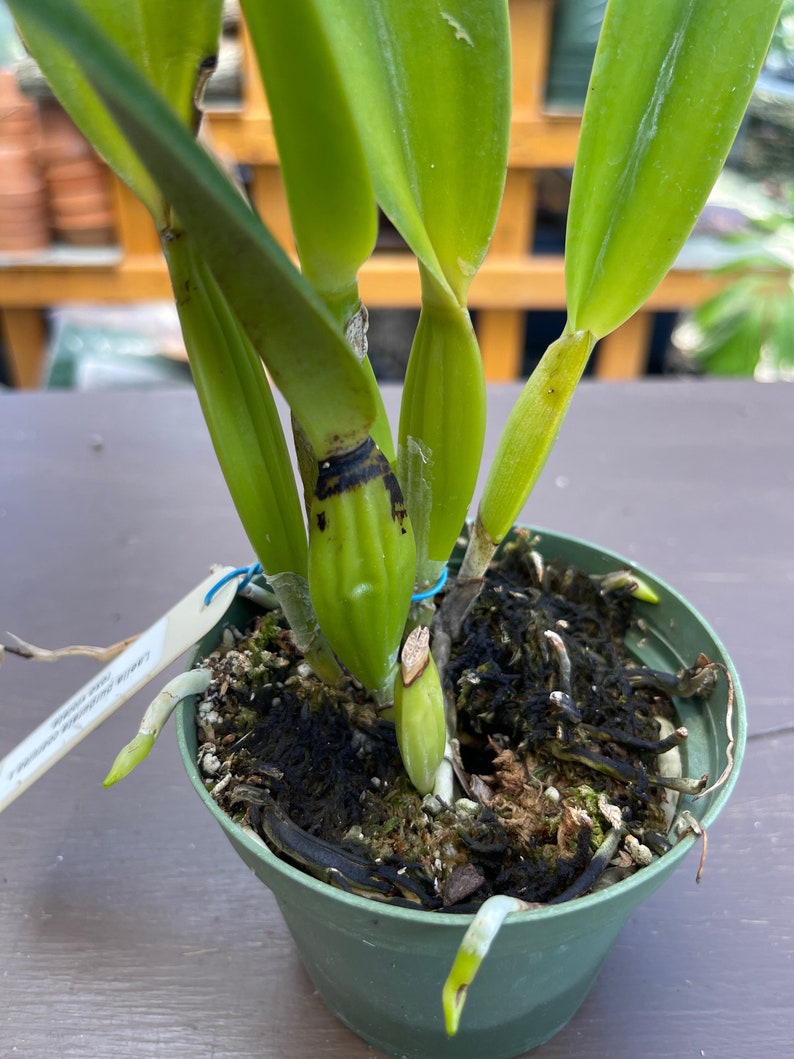 Orchid live Laelia purpurata var. coerulea x Roxo violeta bare root image 2