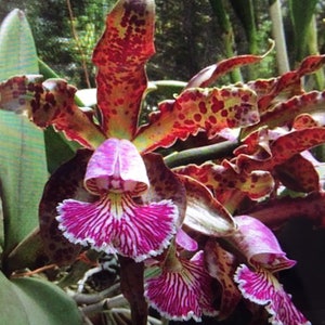 Orchid Cattleya schilleriana bare root image 1