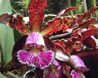 Orchid Cattleya schilleriana - bare root