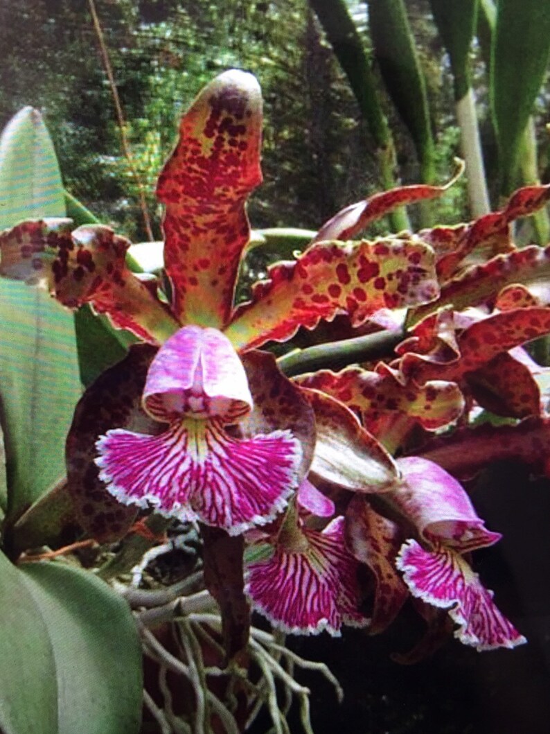 Orchid Cattleya schilleriana bare root image 1