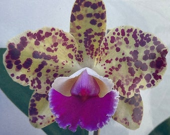 Orchid live Blc. Durigan gemini - bare root