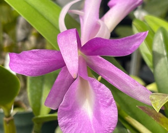 Orchid live Brassavola nodosa x Cattleya guarianthe skinnerii - 4" potted - BS