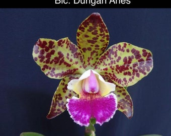 Orchid live Blc. Durigan Aries - Bare root