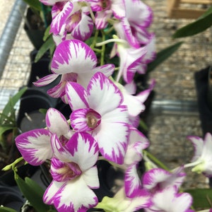 Orchid Dendrobium Enobi Purple "Splash" - potted