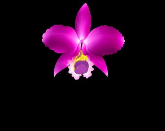 Orchid Rlc. Volcano Island "Volcano Queen Dark" - 5" potted