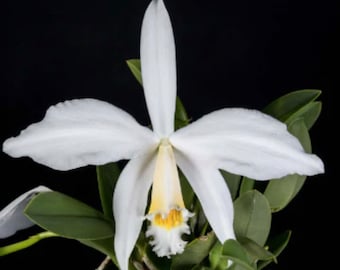 Orchid rare live Laelia jongheana  var. alba- bare root