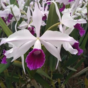 Orchid live Laelia purpurata var. coerulea x Roxo violeta bare root image 4