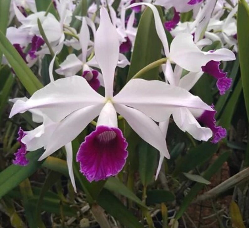 Orchid live Laelia purpurata var. coerulea x Roxo violeta bare root image 4